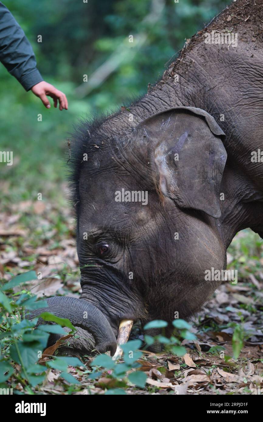 191205 -- XISHUANGBANNA, 5. Dezember 2019 -- ein asiatischer Elefant findet Nahrung in einem Dschungel in der Nähe des Asian Elephant Breeding and Rescue Center im Xishuangbanna National Nature Reserve, Südwestchinesische Provinz Yunnan, 12. November 2019. Das Xishuangbanna National Nature Reserve im Südwesten Chinas ist bekannt für die lebendige Biodiversität in seinen 240.000 Hektar tropischen Dschungeln. Während die Dschungel reiche Nahrungs- und Wasserquellen bieten, stellen sie auch Lebensbedrohungen für ihre Bewohner dar. Die einheimischen asiatischen Elefanten zum Beispiel könnten in der Wildnis bei schweren Verletzungen oder Krankheiten nicht überleben Stockfoto