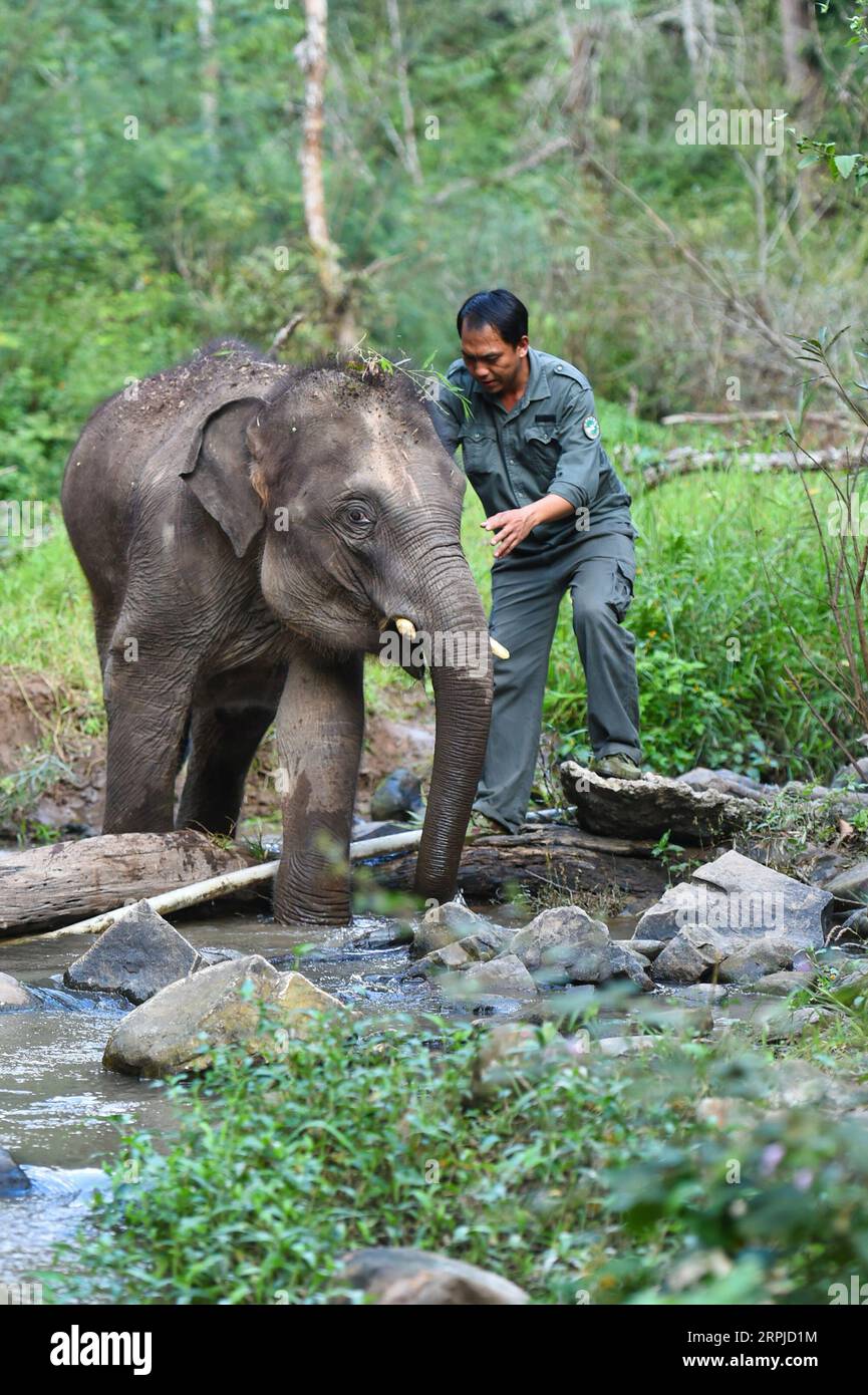 191205 -- XISHUANGBANNA, 5. Dezember 2019 -- die Betreuungsperson Zi Jianmin begleitet einen jungen Elefanten in einem Dschungel in der Nähe des Asian Elephant Breeding and Rescue Center im Xishuangbanna National Nature Reserve, Südwestchinesische Provinz Yunnan, 12. November 2019. Das Xishuangbanna National Nature Reserve im Südwesten Chinas ist bekannt für die lebendige Biodiversität in seinen 240.000 Hektar tropischen Dschungeln. Während die Dschungel reiche Nahrungs- und Wasserquellen bieten, stellen sie auch Lebensbedrohungen für ihre Bewohner dar. So könnten die asiatischen Elefanten in der Wildnis im Falle von sev möglicherweise nicht überleben Stockfoto