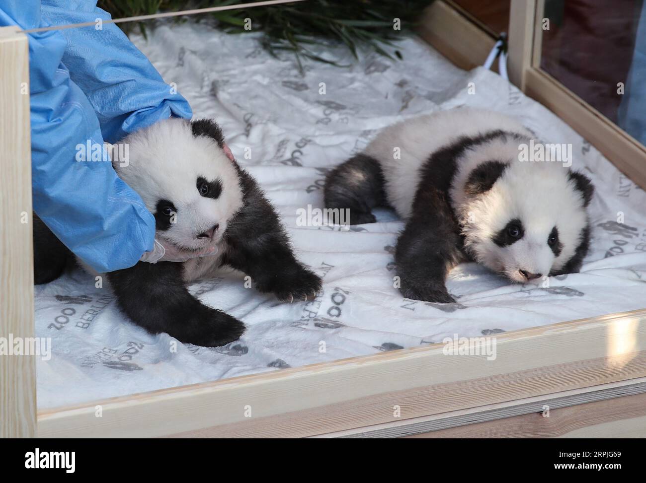 191209 -- BERLIN, 9. Dezember 2019 -- die Zwillingspandawelpen Meng Xiang R und Meng Yuan sind am 9. Dezember 2019 im Zoo Berlin zu sehen. Die Zwillingspandajungen, die im Zoo Berlin geboren wurden, die ersten Pandajungen, die in der Stadt geboren wurden, erhielten am Montag, 100 Tage nach ihrer Geburt, Namen. Bei einer Pressekonferenz im Zoo, bei der die beiden Jungen die Presse trafen, wurden die Zwillinge Meng Xiang , Meng Yuan genannt, beide zusammen, was bedeutet, dass schöne Träume wahr werden. DEUTSCHLAND-BERLIN-TWIN PANDA NEUGEBORENE-NAMEN SHANXYUQI PUBLICATIONXNOTXINXCHN Stockfoto