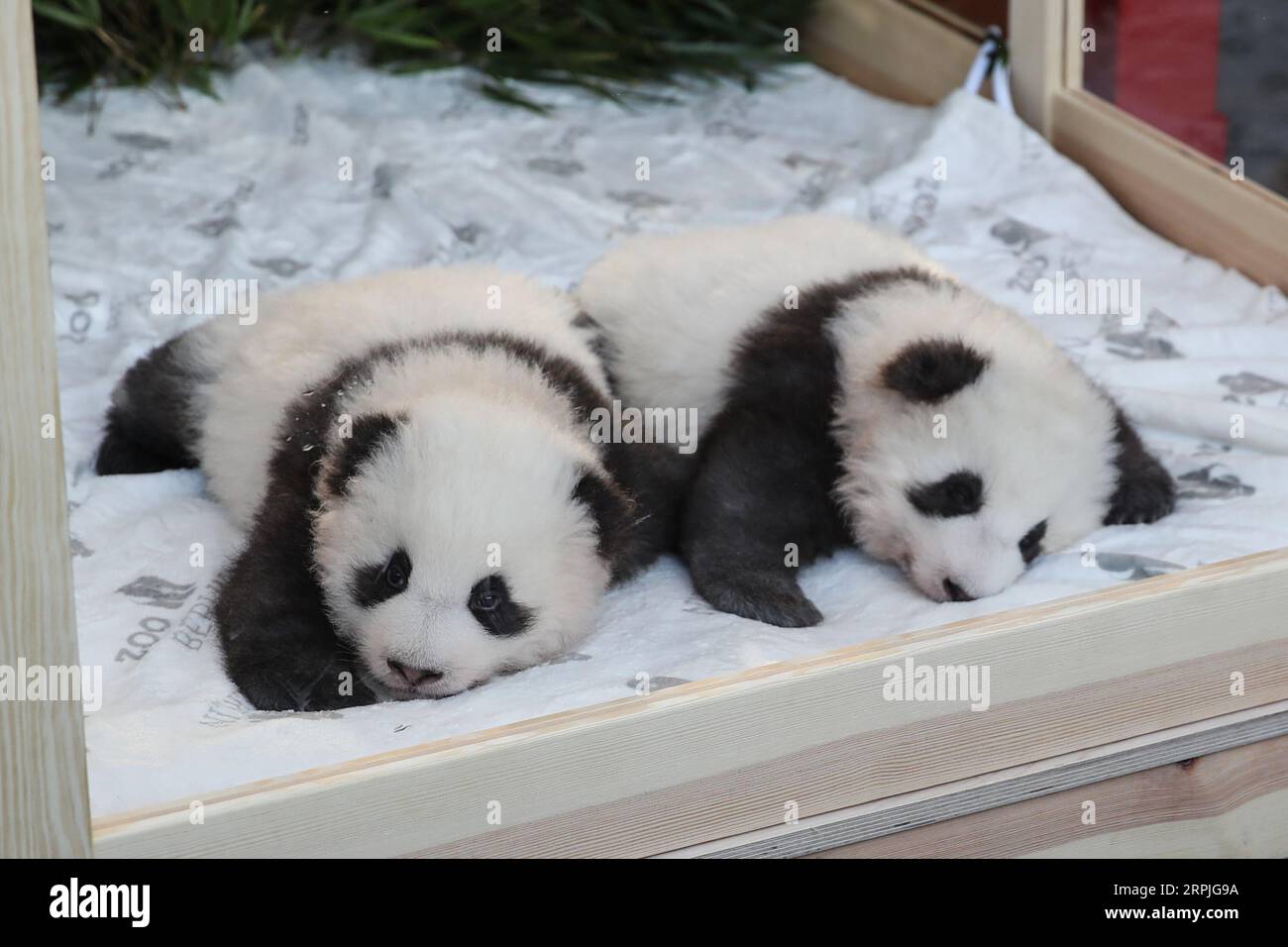 191209 -- BERLIN, 9. Dezember 2019 -- die Zwillingspandawelpen Meng Xiang R und Meng Yuan sind am 9. Dezember 2019 im Zoo Berlin zu sehen. Die Zwillingspandajungen, die im Zoo Berlin geboren wurden, die ersten Pandajungen, die in der Stadt geboren wurden, erhielten am Montag, 100 Tage nach ihrer Geburt, Namen. Bei einer Pressekonferenz im Zoo, bei der die beiden Jungen die Presse trafen, wurden die Zwillinge Meng Xiang , Meng Yuan genannt, beide zusammen, was bedeutet, dass schöne Träume wahr werden. DEUTSCHLAND-BERLIN-TWIN PANDA NEUGEBORENE-NAMEN SHANXYUQI PUBLICATIONXNOTXINXCHN Stockfoto