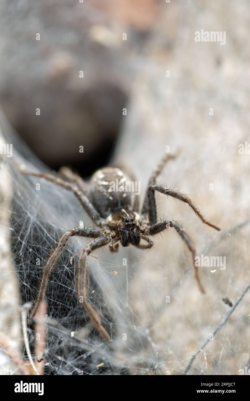 Trichterwebwolfsspinne (Sosippus californicus) am Eingang einer Höhle Stockfoto