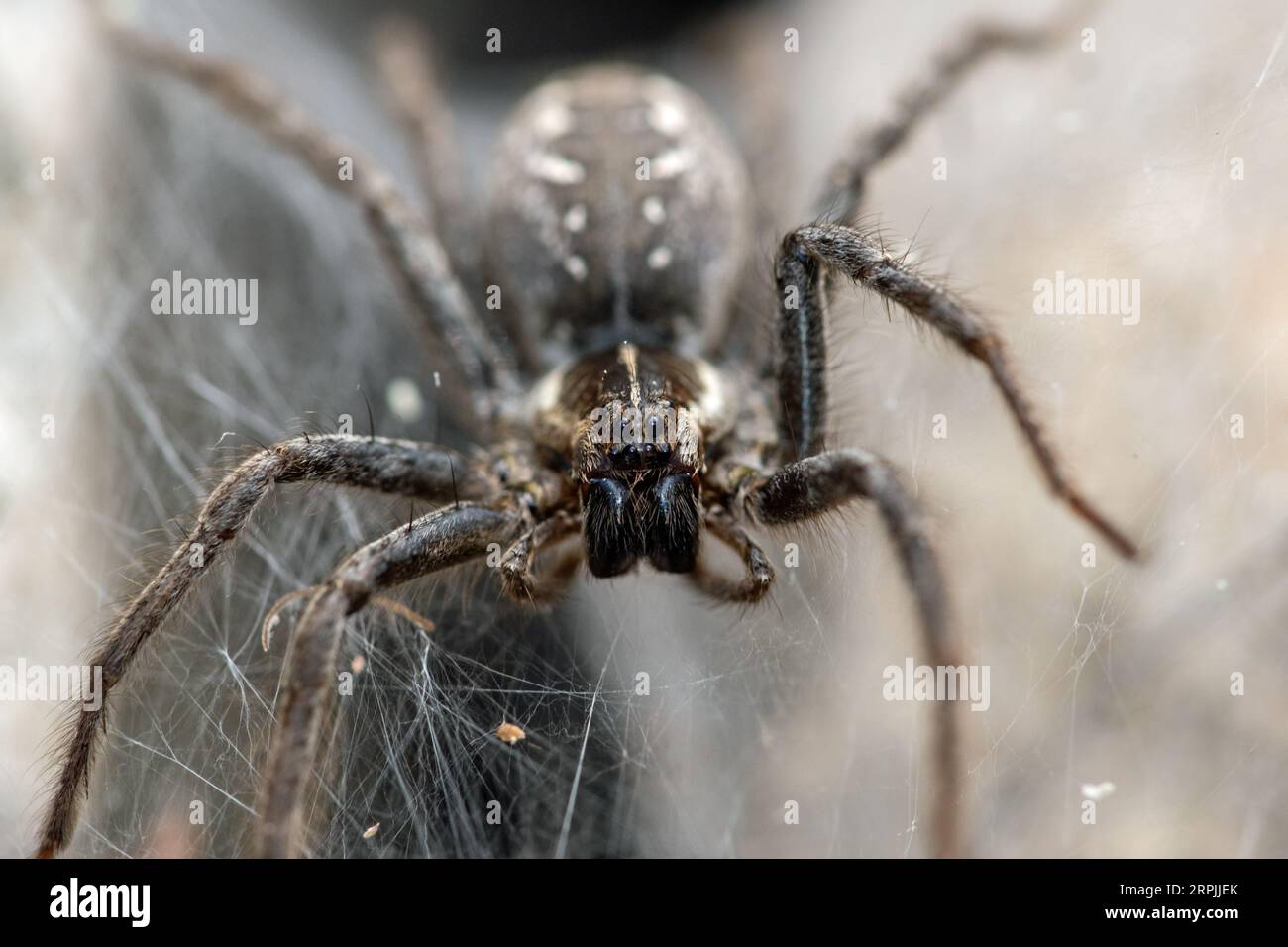 Trichterwebwolfsspinne (Sosippus californicus) am Eingang einer Höhle Stockfoto