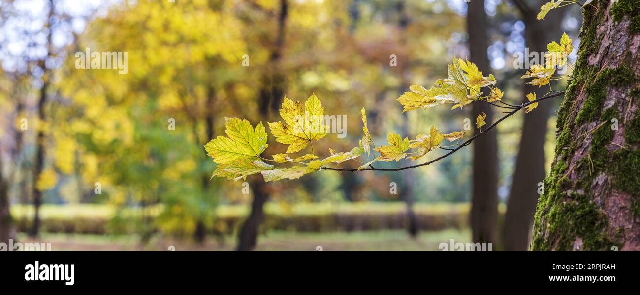 Zweig mit gelben Blättern vor verschwommenem Herbstparkhintergrund. Stockfoto
