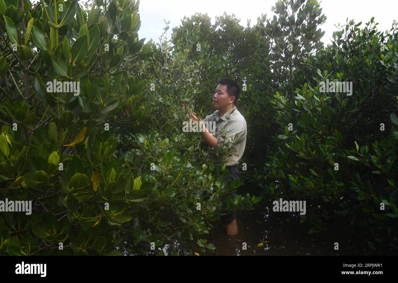 191221 -- HAIKOU, 21. Dezember 2019 -- Feng Erhui, ein Forstingenieur im Dongzhaigang National Nature Reserve, inspiziert Mangroven im Reservat in der südchinesischen Provinz Hainan, 18. Dezember 2019. Hainan, reich an Mangrovenvorkommen, verfügt heute über etwa 5.727 Hektar Mangrovenwälder, von denen die meisten in einer Vielzahl von Schutzgebieten - Naturschutzgebieten und Feuchtgebieten - verteilt sind. Chen Zhengping, Feng Erhui, Luo Lixiang und LYU Shiyang sind Mangroven, die das Personal in verschiedenen Mangrovenreservaten in der Provinz Hainan schützen und managen Stockfoto