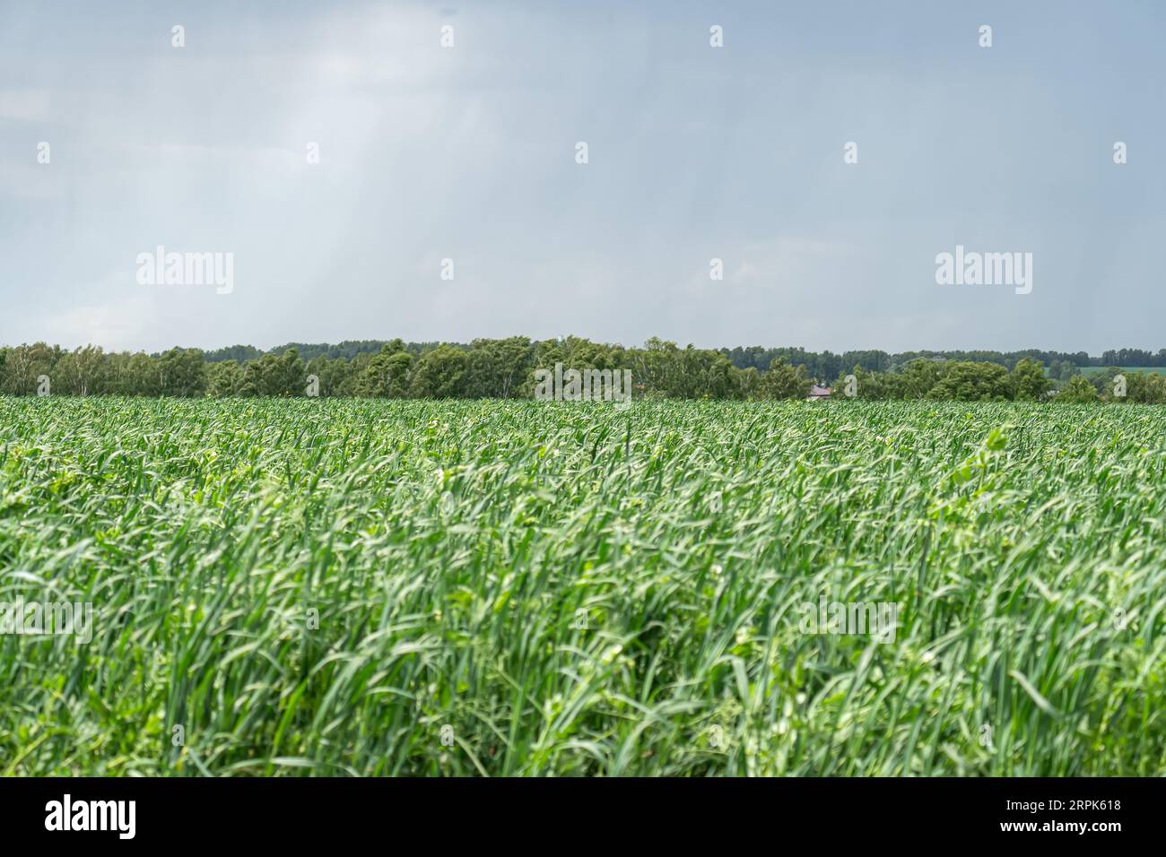 Grüne Wiesen mit blauem Himmel und Wolkenhintergrund. Stockfoto