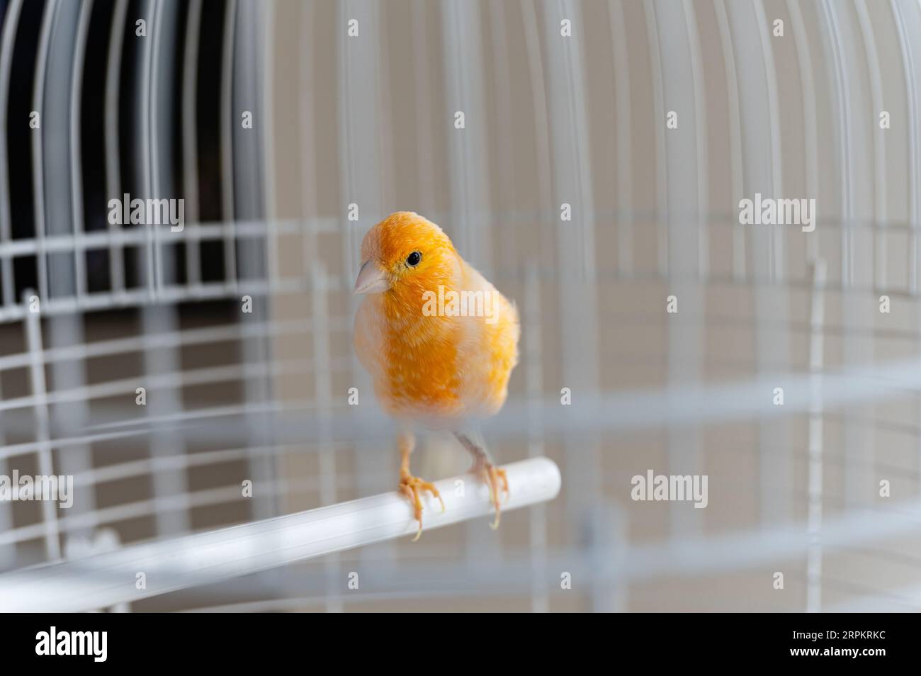 Gelber kanarienvogel in einem weißen Käfig, Nahaufnahme. Der Vogel sitzt auf einem Barsch in einem weißen Käfig, drinnen. Stockfoto