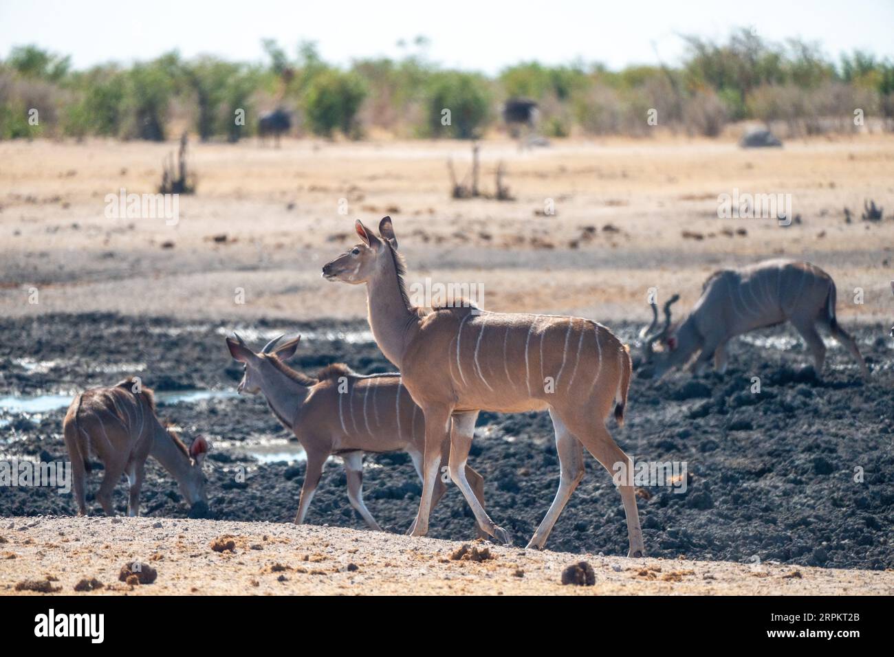 Große kudu Stockfoto