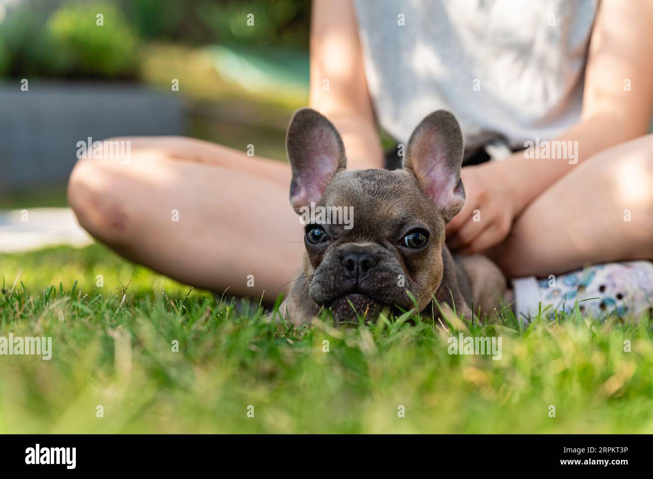 Der französische Bulldogge-Welpe ruht auf einem grünen Rasen. Das Kind sitzt mit den Beinen im Hintergrund auf dem Gras. Stockfoto