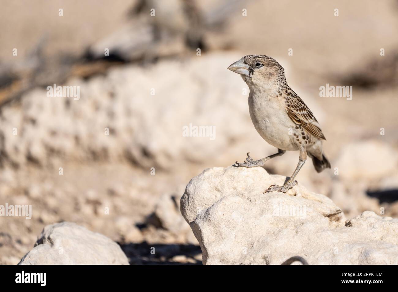 Gesellige Weberin Namibia Stockfoto