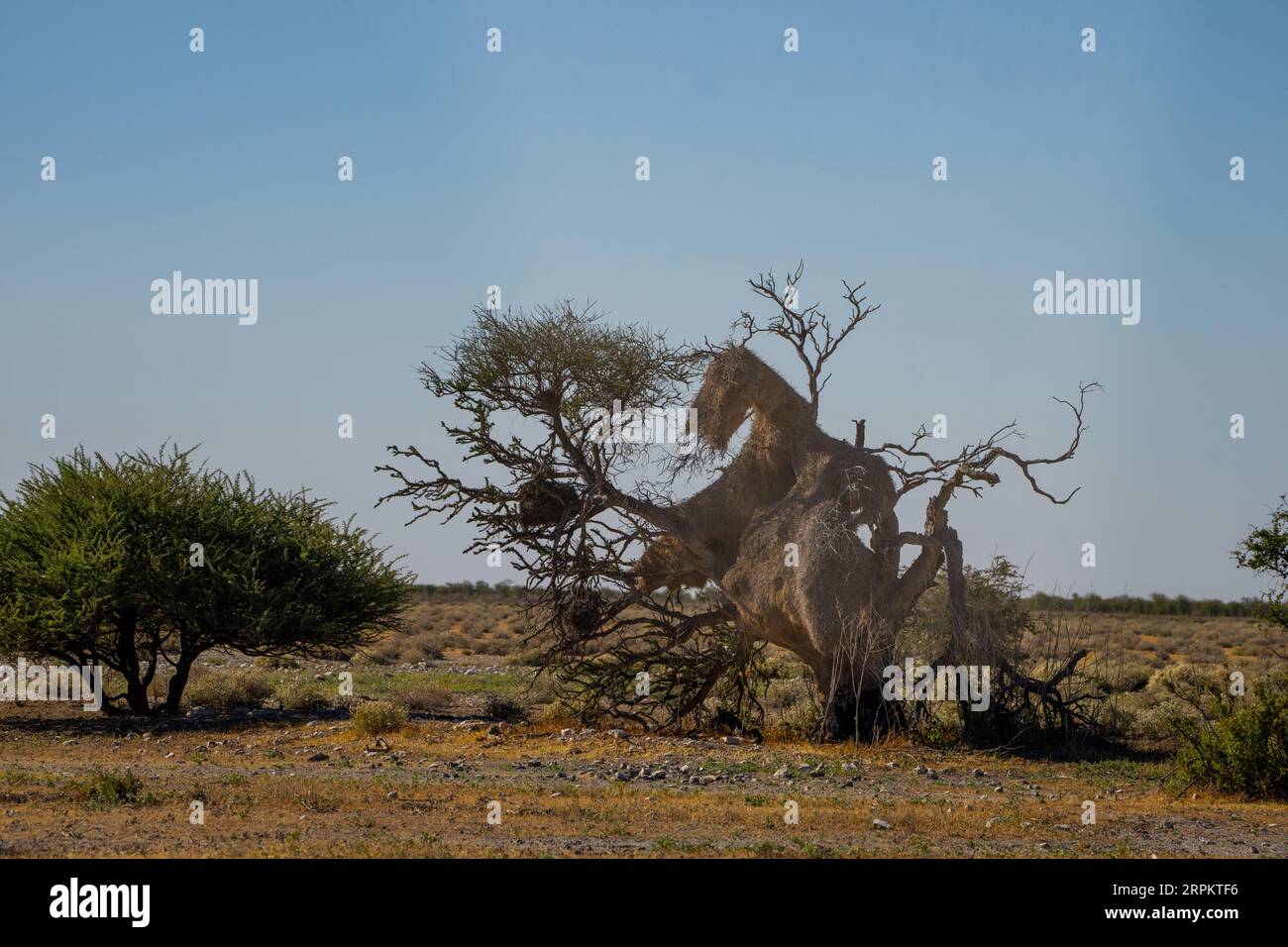 Vogelnest des geselligen Webers Namibia Stockfoto