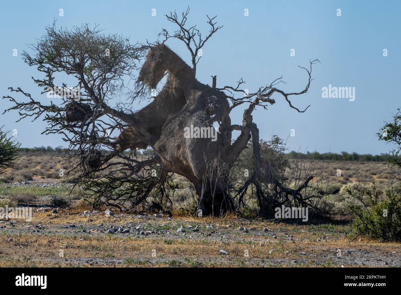 Vogelnest des geselligen Webers Namibia Stockfoto