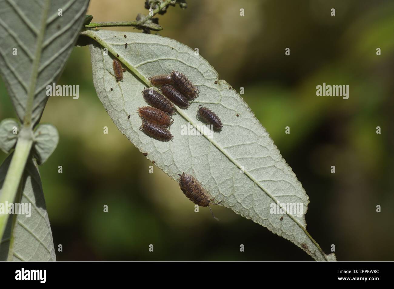 Gemeine raue Holzläuse, raue Holzlaus (Porcellio scaber), Familie der Porcellionidae. Unteres Blatt eines Sommerflieders (Buddleja davidii). Holländischer Garten, Stockfoto