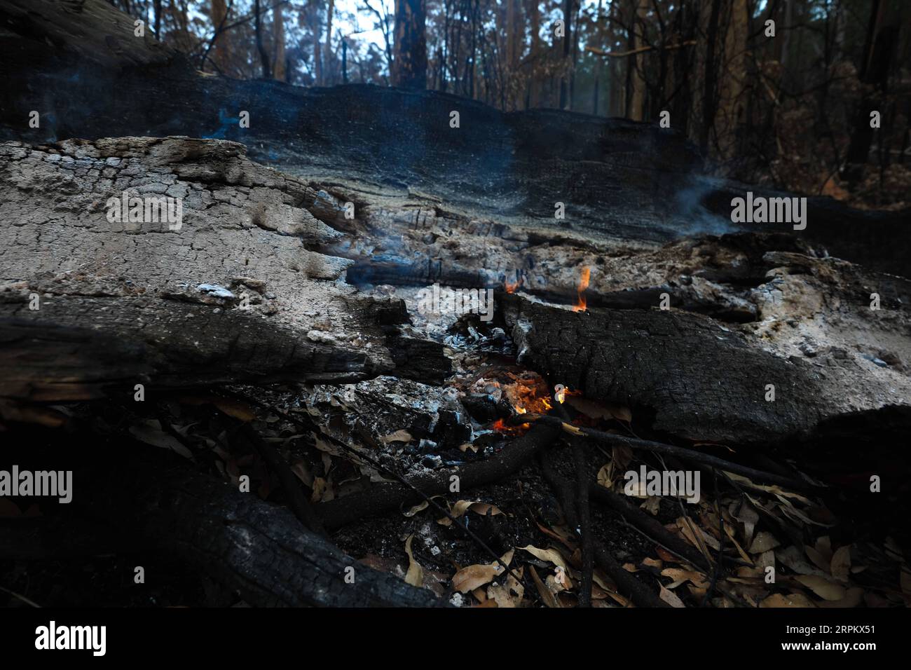 200119 -- CANBERRA, 19. Januar 2020 -- Foto vom 18. Januar 2020 zeigt einen Buschfeuer-Bereich, etwa eine Stunde Fahrt von Canberra, Australien entfernt. Mindestens 28 Menschen haben ihr Leben verloren und mehr als 2.000 Häuser wurden in dieser Buschbrandsaison in Australien zerstört. Foto: /Xinhua AUSTRALIA-CANBERRA-FIRE ChuxChen PUBLICATIONxNOTxINxCHN Stockfoto