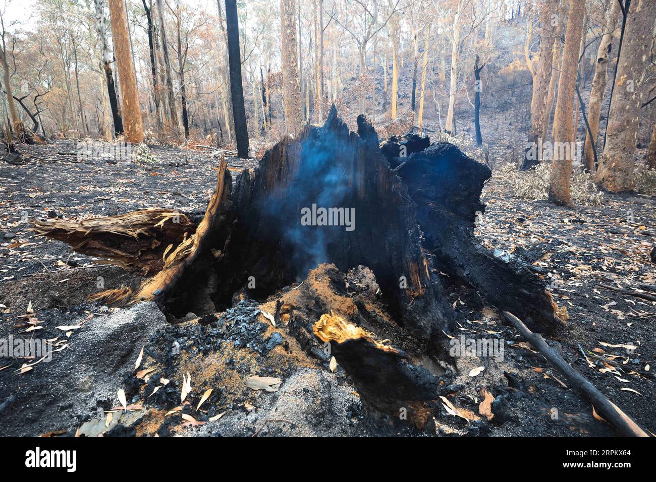 200119 -- CANBERRA, 19. Januar 2020 -- Foto vom 18. Januar 2020 zeigt einen Buschfeuer-Bereich, etwa eine Stunde Fahrt von Canberra, Australien entfernt. Mindestens 28 Menschen haben ihr Leben verloren und mehr als 2.000 Häuser wurden in dieser Buschbrandsaison in Australien zerstört. Foto: /Xinhua AUSTRALIA-CANBERRA-FIRE ChuxChen PUBLICATIONxNOTxINxCHN Stockfoto
