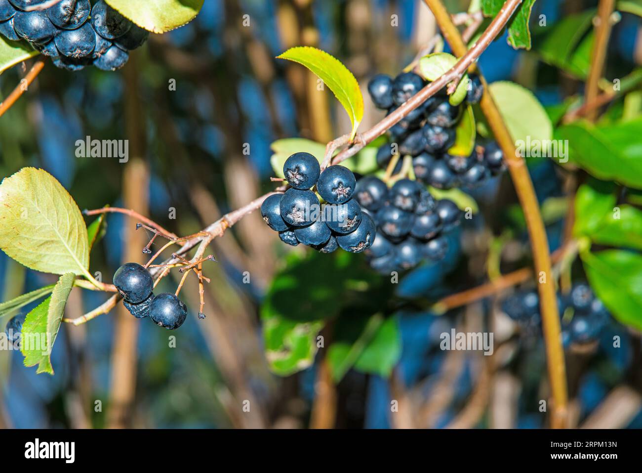 Reife Aronia-Beeren auf einem Baum in Deutschland Stockfoto