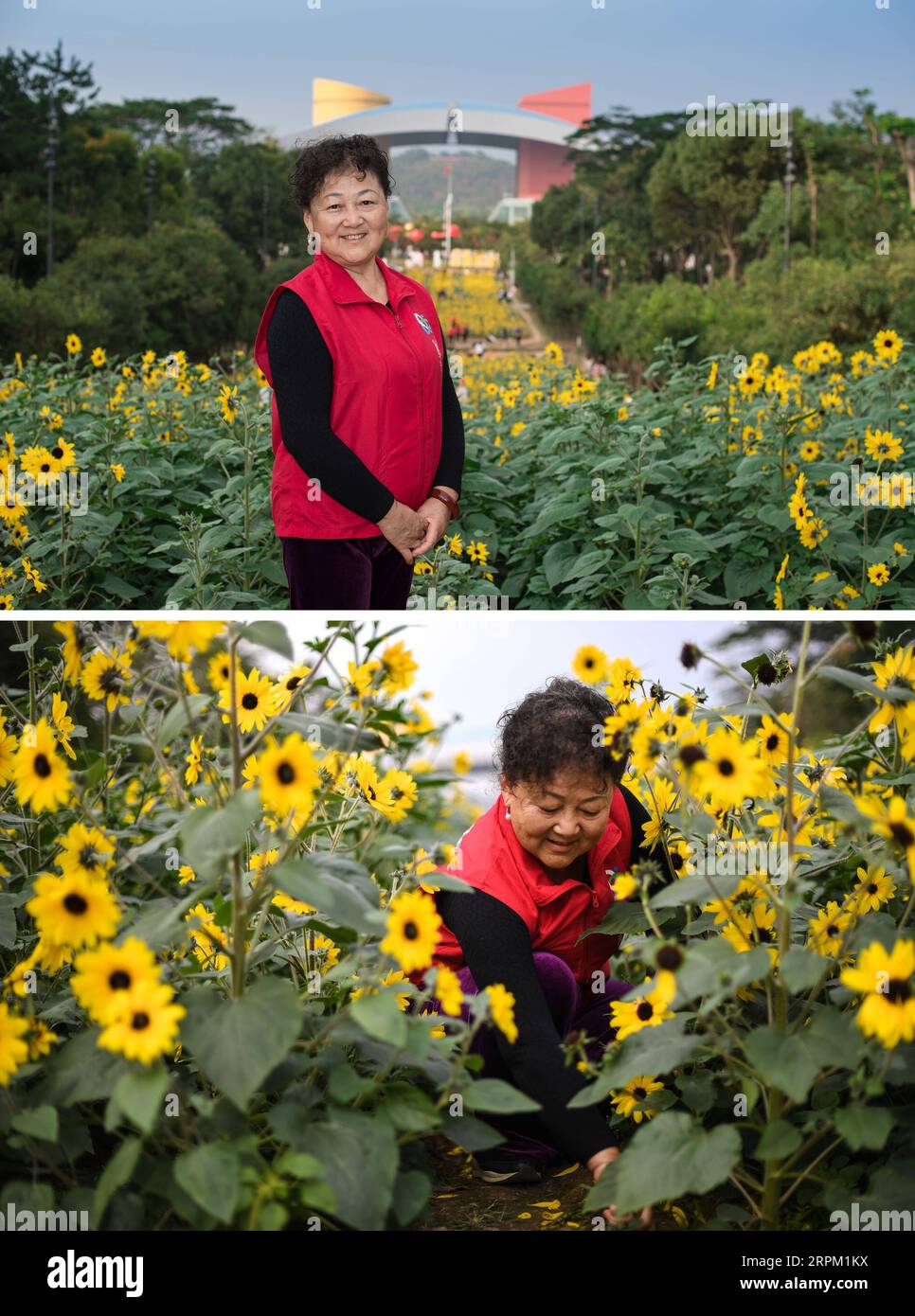 200124 -- SHENZHEN, 24. Januar 2020 -- Kombo-Foto, aufgenommen am 16. Januar 2020, zeigt Huang Jinyu, einen Freiwilligen, der sich um Blumen kümmert, für ein Foto-Top posiert und in einem Blumenfeld in Shenzhen in der südchinesischen Provinz Guangdong arbeitet. Huang kommt aus Suining in der südwestchinesischen Provinz Sichuan. Sie bleibt in Shenzhen, um sich während des chinesischen Neujahrsfestes um Blumen zu kümmern. Viele Menschen aus verschiedenen Lebensbereichen entscheiden sich für den Frühlingsfest-Urlaub in Shenzhen. Shenzhen begrüßt sein 40-jähriges Bestehen im Jahr 2020 und immer mehr Menschen fühlen sich angezogen, hier zu arbeiten und zu leben. KINN Stockfoto