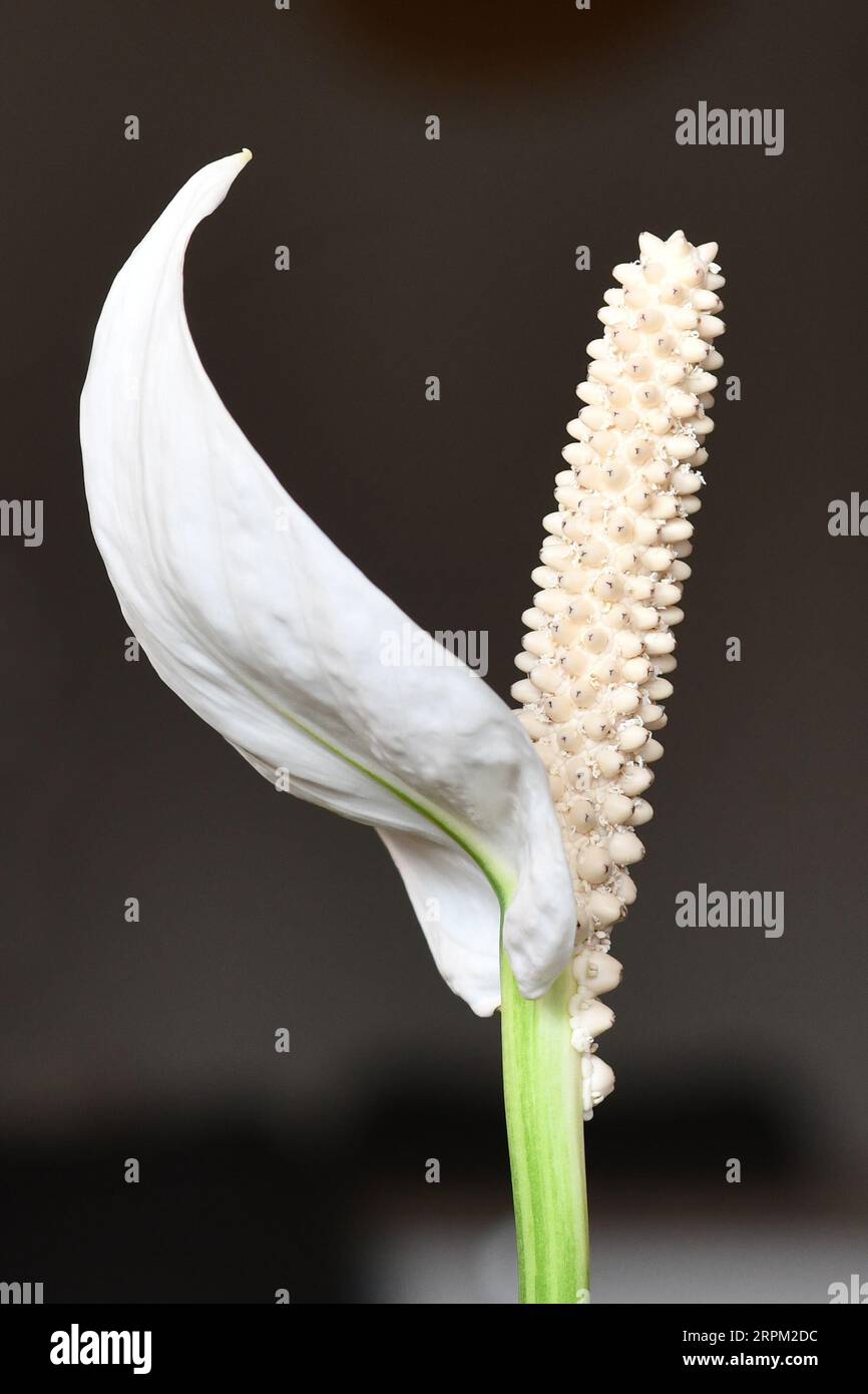 Nahaufnahme der blühenden weißen tropischen Spathiphyllum Pflanze Spadix Blume Stockfoto