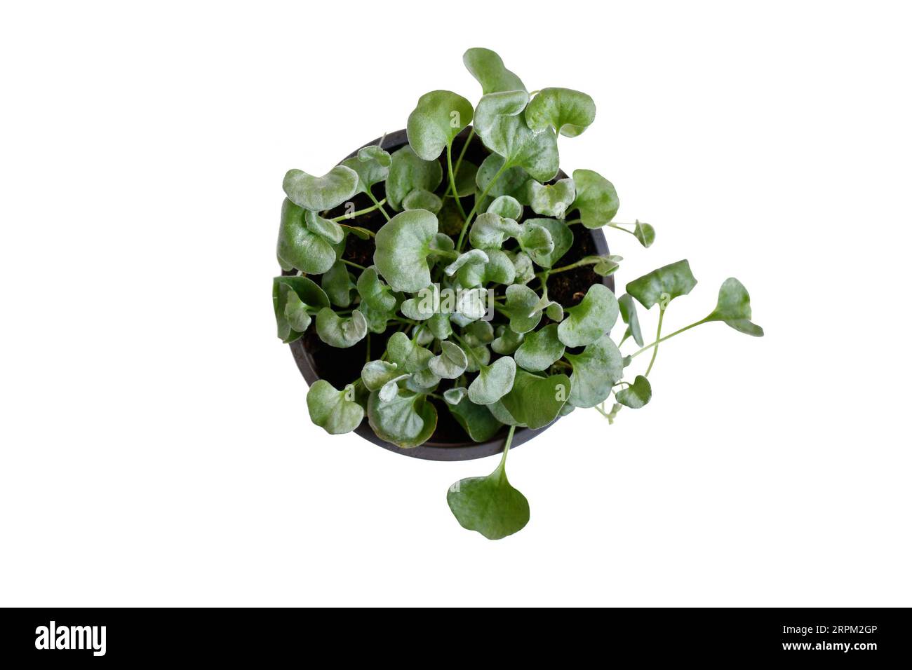 Draufsicht auf die kleine Pflanze „Dichondra Argentea“ im Topf auf weißem Hintergrund Stockfoto