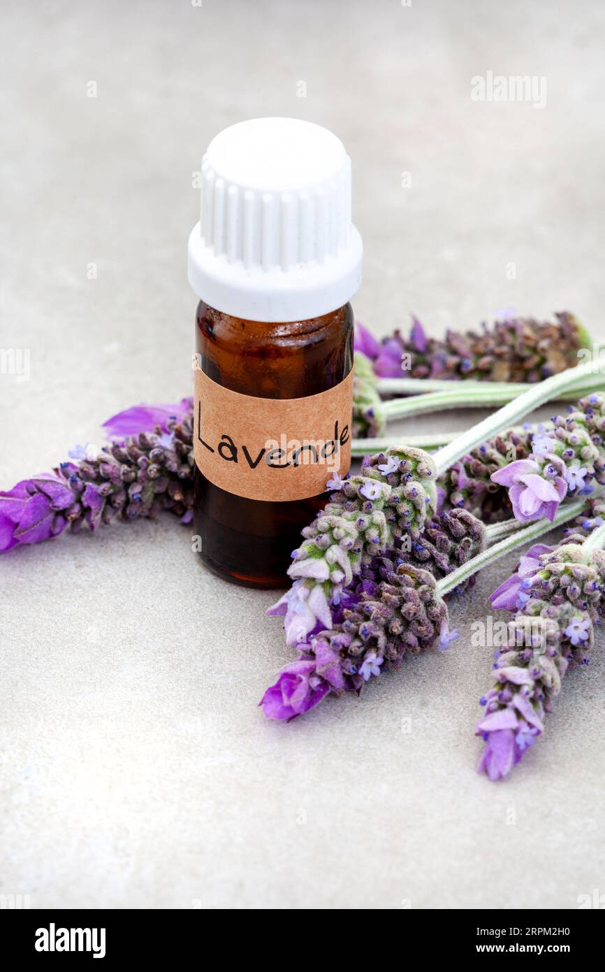 Frische Lavendelblüten mit Tropfer für ätherische Öle Stockfoto