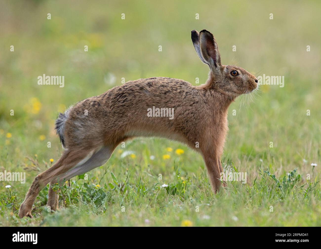 Ein Braunhase ( Lepus europaeus), der eine gute alte Strecke am Rande des Bauerngras hat. Suffolk, Großbritannien Stockfoto