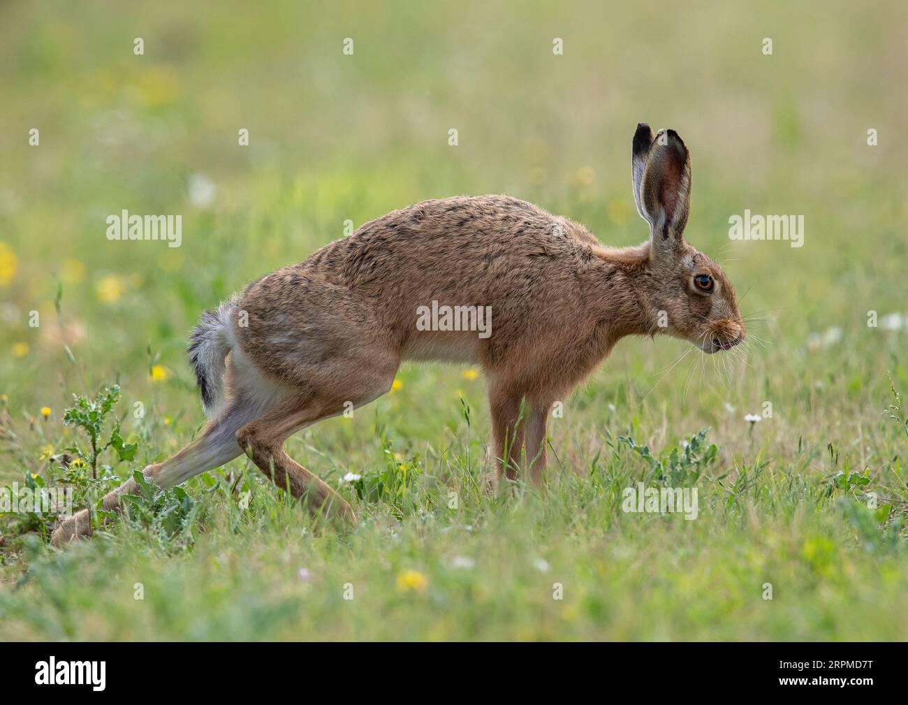 Ein wilder Braunhase, ein Gestaltwandler, der eine gute alte Strecke auf den Wildblumenwiesen hat. Suffolk, Großbritannien Stockfoto