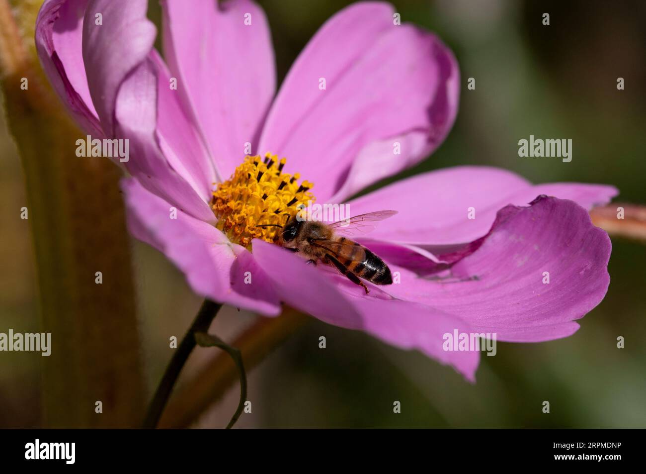 Honigbiene auf Kosmos-Blume Stockfoto