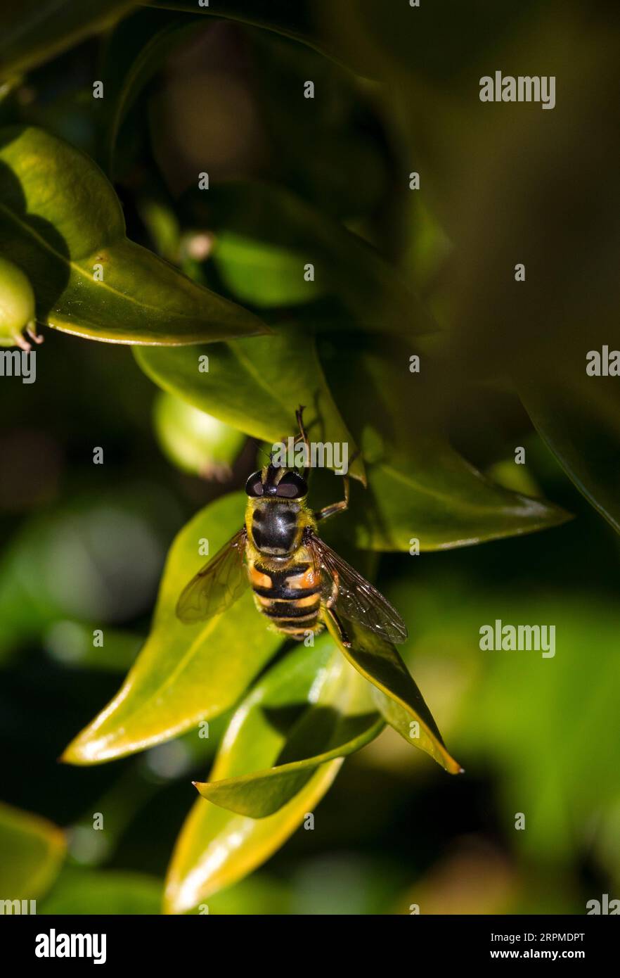 Batman hoverfly auf Blatt Stockfoto