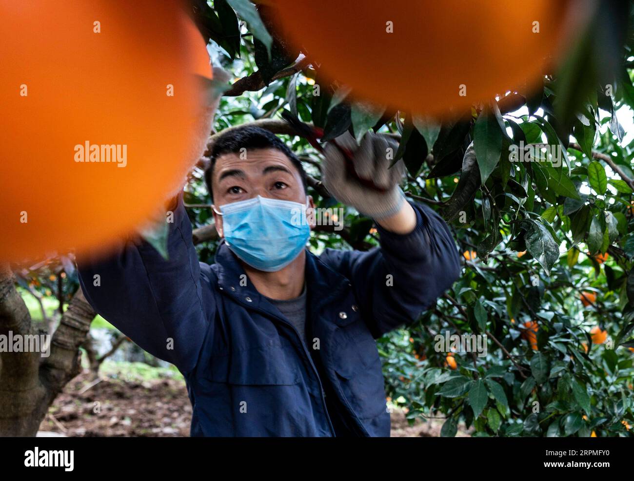 200211 -- YICHANG, 11. Februar 2020 -- Ein Dorfbewohner erntet Orangen im Dorf Xilingxia der Gemeinde Quyuan im Zigui County von Yichang, zentralchinesische Provinz Hubei, 11. Februar 2020. Landwirte in ganz China haben die Produktion wieder aufgenommen, nachdem sie die erforderlichen Maßnahmen zum Schutz vor neuartigen Coronaviren ergriffen haben. Bis zum 10. Februar hatten etwa 94,6 Prozent der großen Getreideerzeugungs- und -Verarbeitungsunternehmen die Produktion wieder aufgenommen. Foto von /Xinhua CHINA-NCP-AGRICULTURE-RESUMPTION CN XiangxHongmei PUBLICATIONxNOTxINxCHN Stockfoto