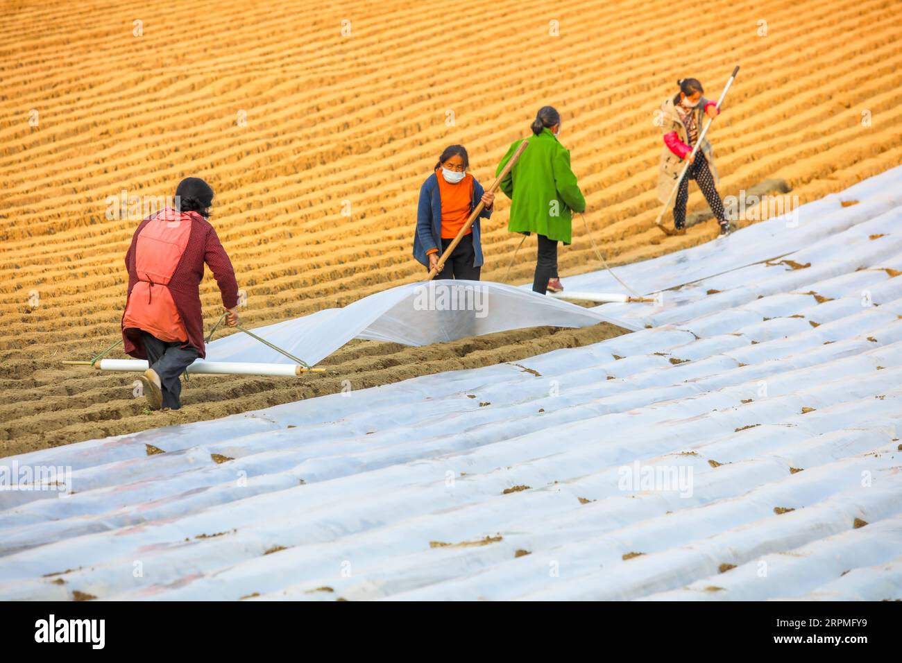 200211 -- SUINING, 11. Februar 2020 -- Dorfbewohner, die Gesichtsmasken tragen, arbeiten auf Feldern im Dorf Sangshulin, Tuopai Township der Stadt Shehong, Provinz Sichuan im Südwesten Chinas, 11. Februar 2020. Landwirte in ganz China haben die Produktion wieder aufgenommen, nachdem sie die erforderlichen Maßnahmen zum Schutz vor neuartigen Coronaviren ergriffen haben. Bis zum 10. Februar hatten etwa 94,6 Prozent der großen Getreideerzeugungs- und -Verarbeitungsunternehmen die Produktion wieder aufgenommen. Foto von /Xinhua CHINA-NCP-AGRICULTURE-RESUMPTION CN LiuxChangsong PUBLICATIONxNOTxINxCHN Stockfoto