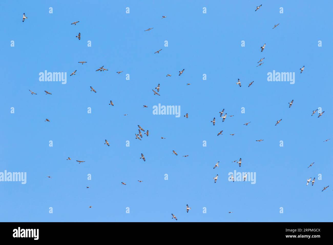 levant Spatrow Hawk (Accipiter brevipes), Herde am Himmel, Israel Stockfoto