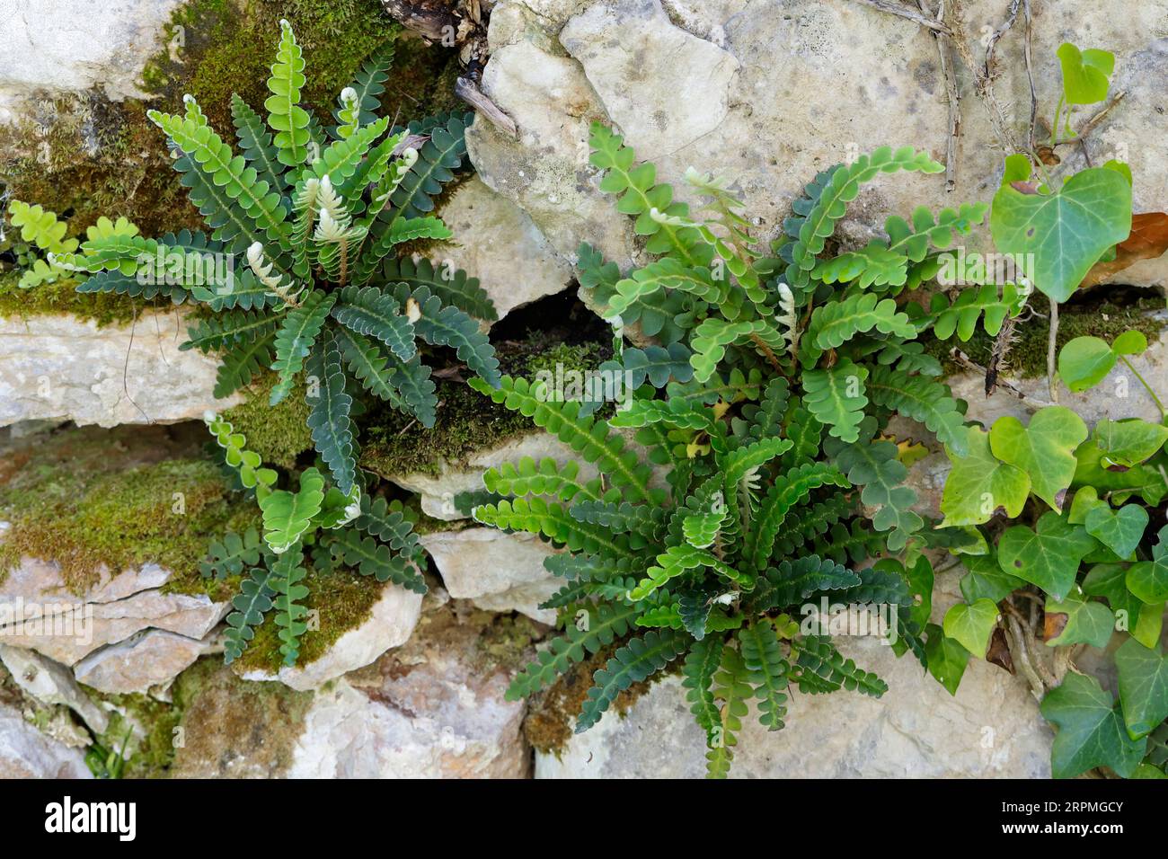 Spleenwort, Rustyback (Asplenium ceterach, Ceterach officinarum), wächst in einer Steinmauer, Kroatien Stockfoto