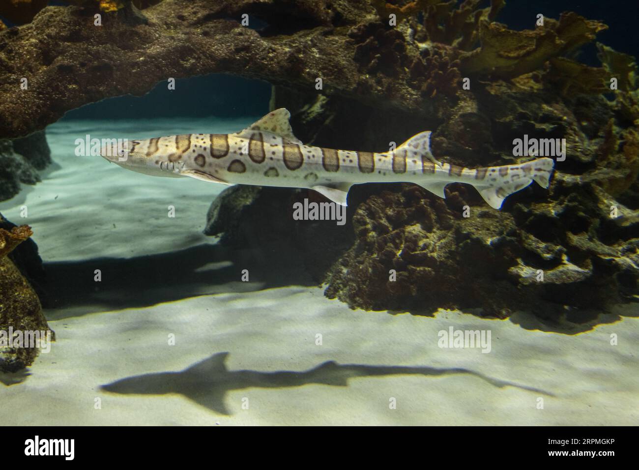 Leopardenhai (Triakis semifasciata), Seitenansicht, USA, Arizona, OdySea Aquarium, Phoenix Stockfoto