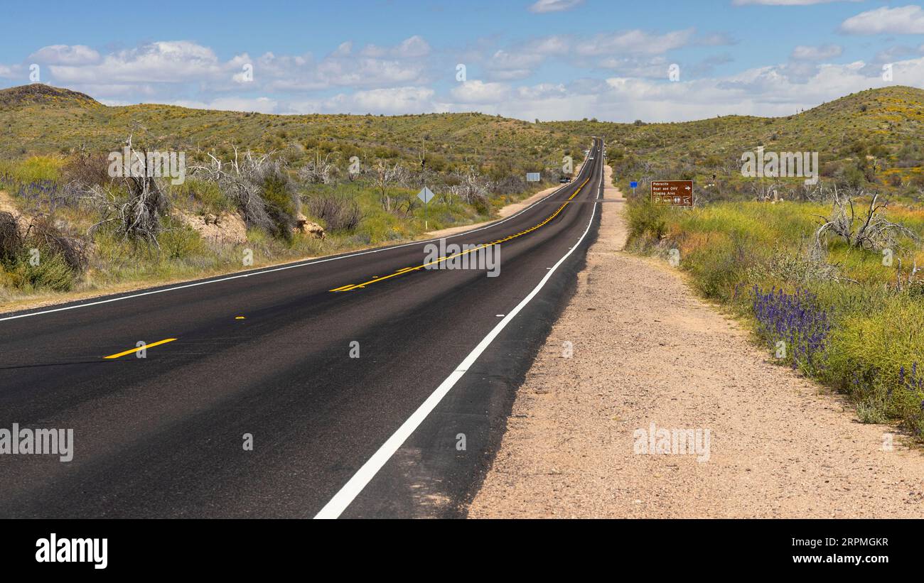 Blühende Wüste entlang des neu geteerten North Bush Highway, USA, Arizona, Saguaro Lake, Phoenix Stockfoto