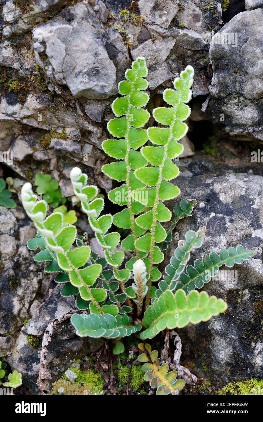 Spleenwort, Rustyback (Asplenium ceterach, Ceterach officinarum), wächst in einer Steinmauer, Kroatien Stockfoto