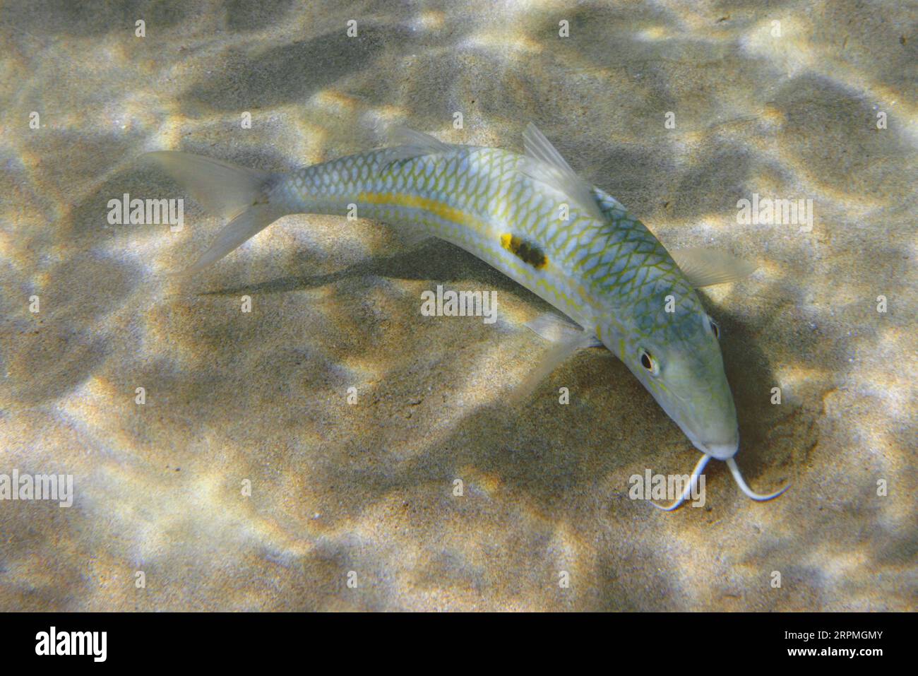 Gelbstreifenziegenfisch (Mulloidichthys flavolineatus), Futtersuche auf sandigem Boden, USA, Hawaii, Maui, Kihei Stockfoto