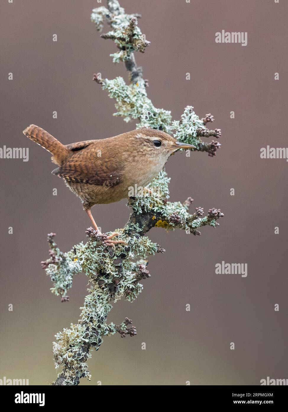 Eurasischer Wren, Nordwren (Troglodytes troglodytes), auf einem Flechten-überwachsenen Zweig, Seitenansicht, Italien, Toskana Stockfoto