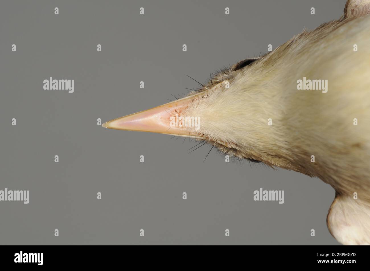 Booted Warbler (Iduna caligata, Hippolais caligata), Gefangener Vogel in der Hand, weiter nach unten, Schweden, Öland, Ottenby Vogelbeobachtungsstelle, Ottenby Stockfoto