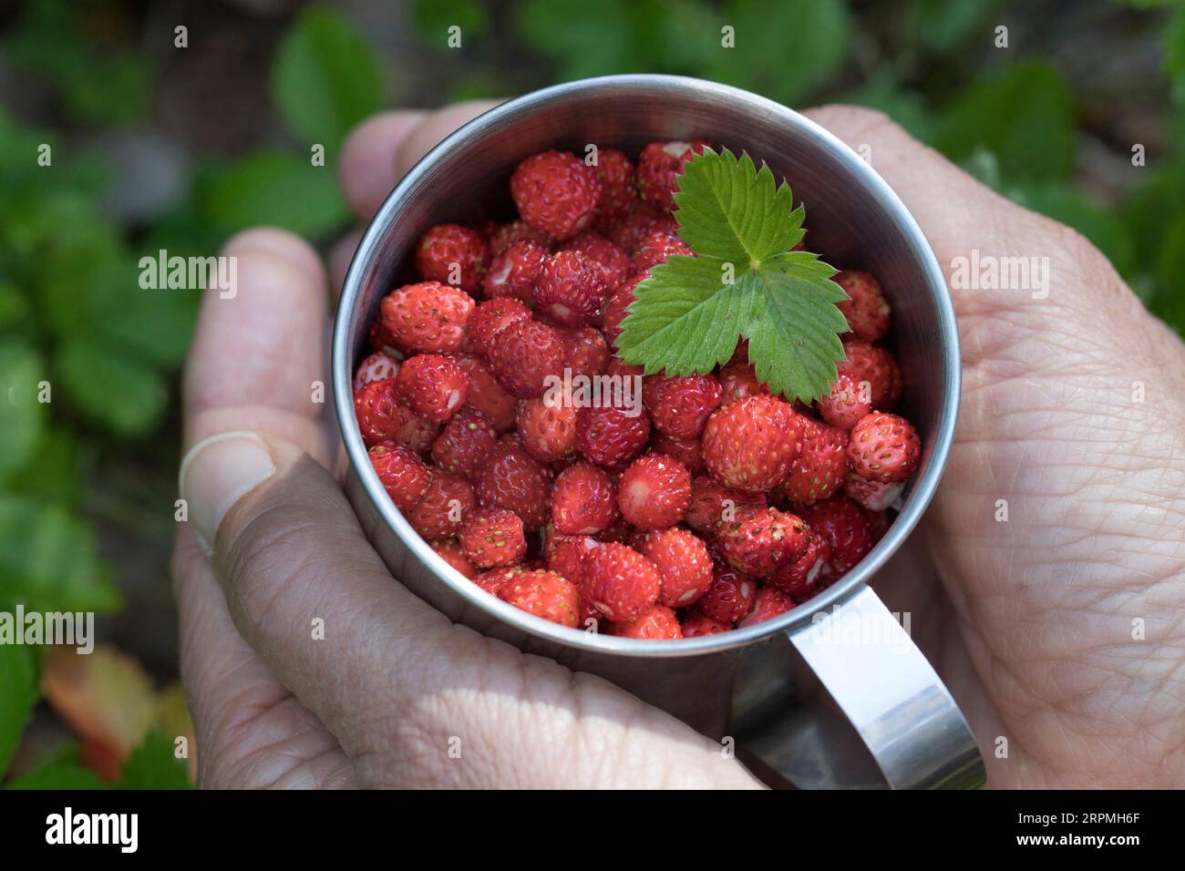 Wilde Erdbeeren, Walderdbeeren, Walderdbeeren (Fragaria vesca), in einer Dose gesammelte wilde Erdbeeren, Schweden Stockfoto
