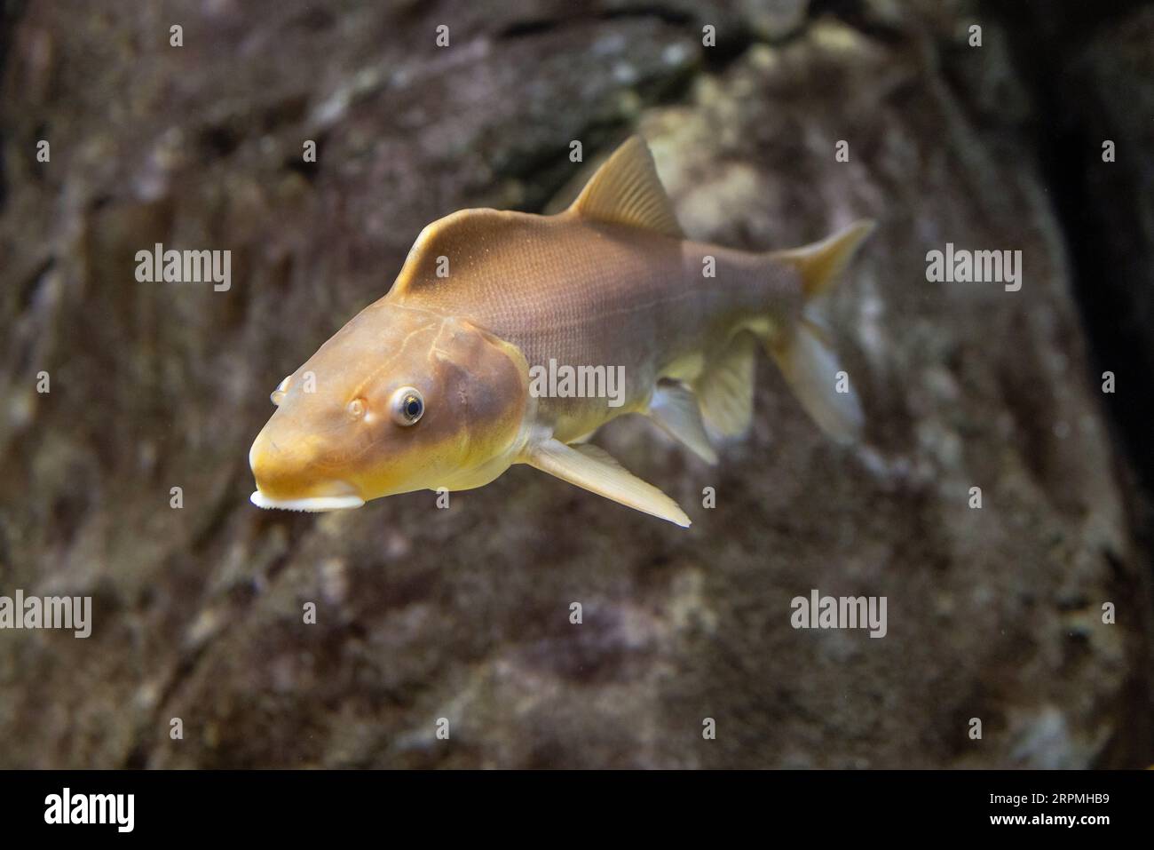Colorado Pikeminnow, Colorado Squawfish (Ptychocheilus lucius), Vorderansicht, USA, Arizona Stockfoto