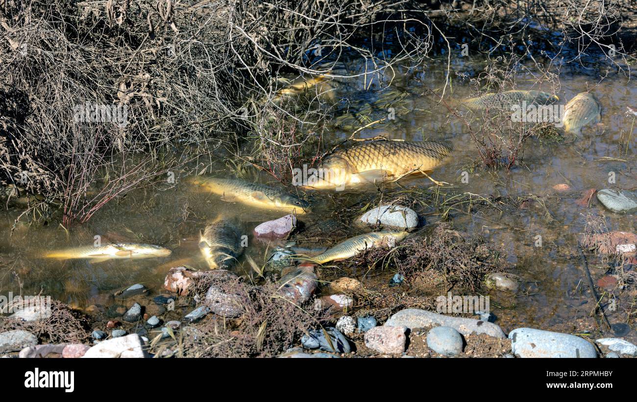 Schuppenkarpfen, Europäischer Karpfen (Cyprinus carpio), Karpfen wurden während der Nothilfe nach starkem Regen aus dem Reservoir gespült und sind darin umgekommen Stockfoto