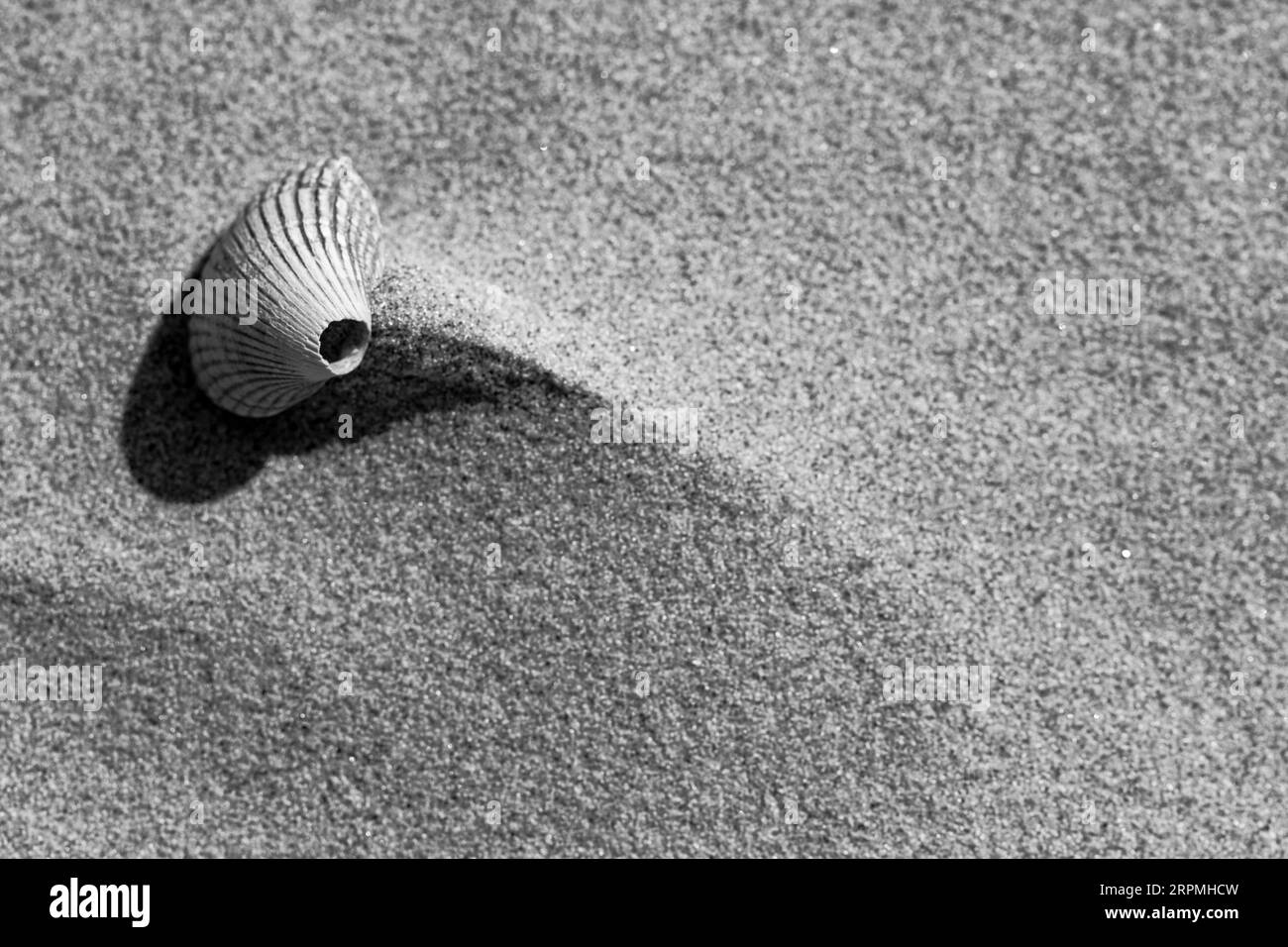 Schnalle, Schnabel, Schnabel, Essbare Schnalle (Cardium edule, Cerastoderma edule), leere Schale auf Sand, Niederlande, Texel Stockfoto