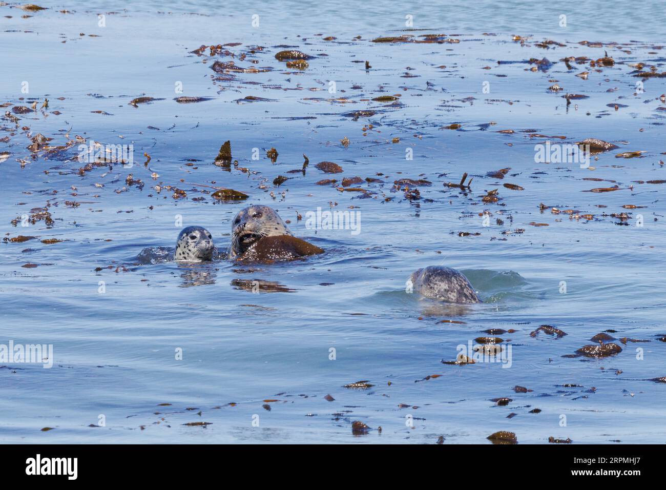 Kalifornischer Seelöwe (Zalophus californianus), weiblich mit Jungtier, wird von Männchen, USA, Kalifornien, angegriffen Stockfoto