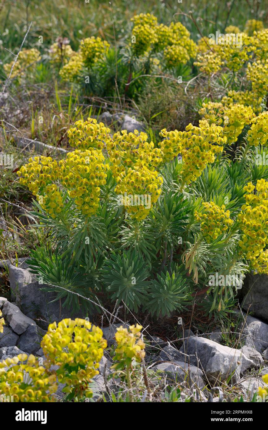 Großer mediterraner Drang (Euphorbia charakias), blühend, Kroatien Stockfoto