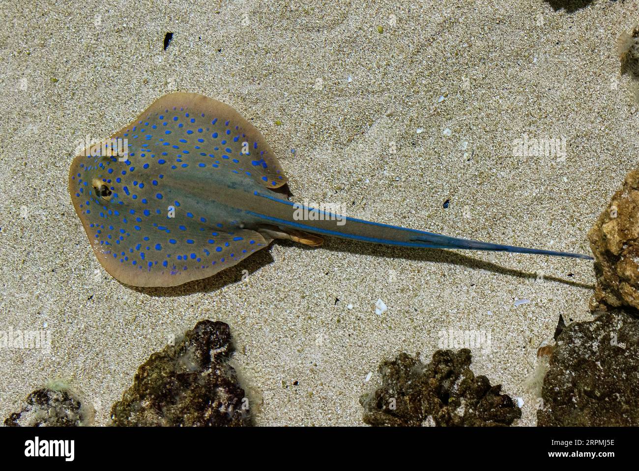 Rippenschwanzrochen, Blaufleckenstachelrochen, Blaufleckenlagoonrochen, Fantail, Blaufleckenrippenrochen (Taeniura lymma), auf Sand, USA, Arizona Stockfoto