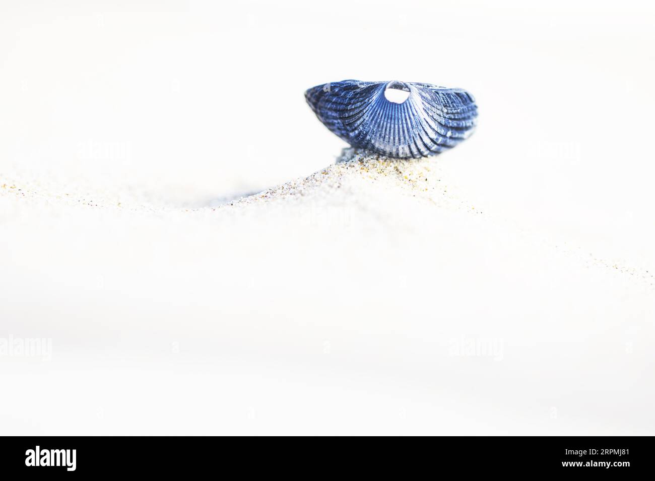 Schnalle, Schnabel, Schnabel, Essbare Schnalle (Cardium edule, Cerastoderma edule), leere Schale auf Sand, Niederlande, Texel Stockfoto