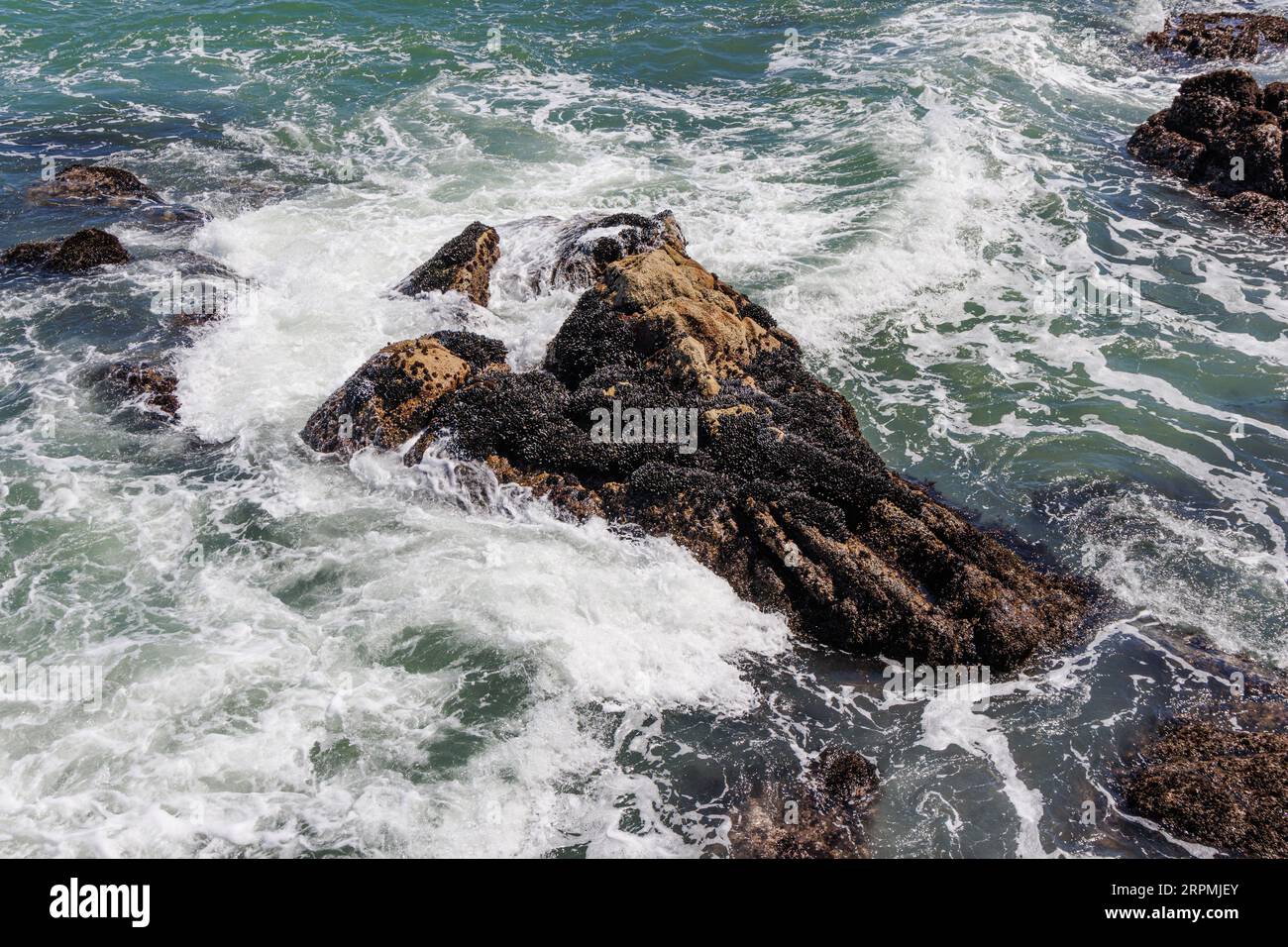 Muscheln (Mytiloidea), Muschelbank auf einem Felsen in der Brandung, USA, Kalifornien, Monterey Stockfoto