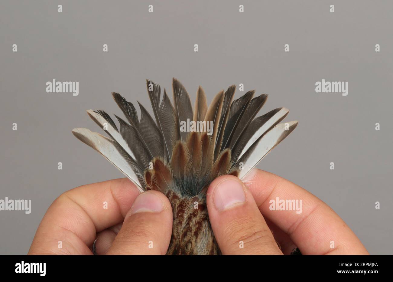 Rustikale Bunting (Emberiza rustica), Gefangener Vogel in den Händen, Schwedenschwanzfedern eines Jugendlichen, Schweden, Öland, Ottenby Vogelbeobachtungszentrum, Ottenby Stockfoto