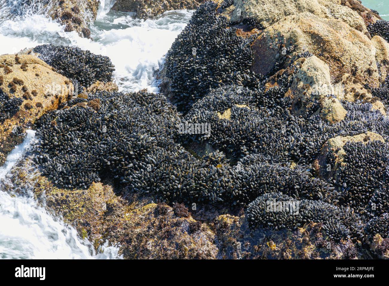 Muscheln (Mytiloidea), Muschelbank auf einem Felsen in der Brandung, USA, Kalifornien, Monterey Stockfoto