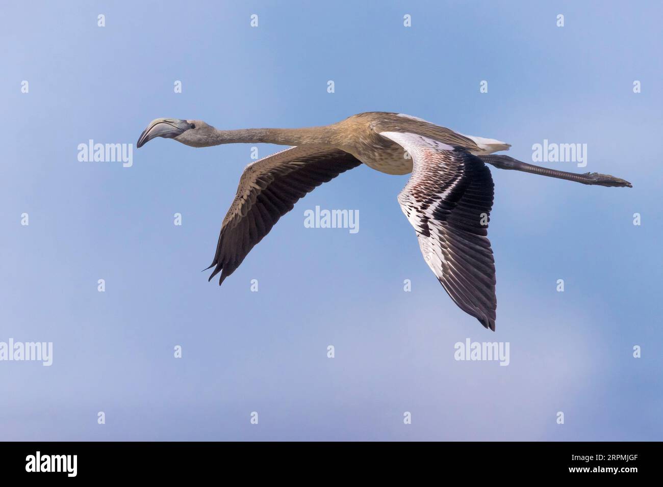 Großflamingo (Phoenicopterus roseus, Phoenicopterus ruber roseus), im Flug, Italien, Lago di Massaciuccoli Stockfoto