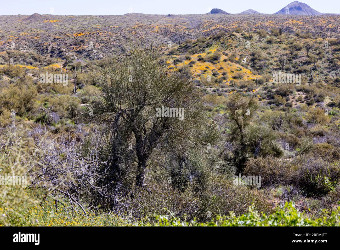 Kalifornischer Mohn, kalifornischer Mohn, Goldmohn (Eschscholzia californica), blühende Wüste, USA, Arizona, Bartlett Dam Rd, Scottsdale Stockfoto